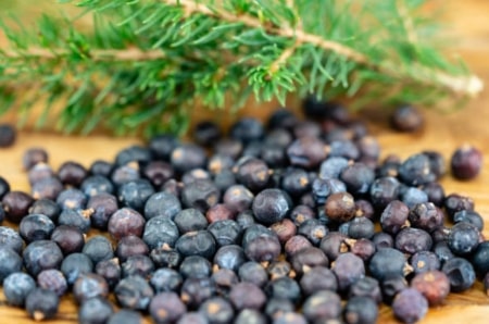  What Is Juniper Used For